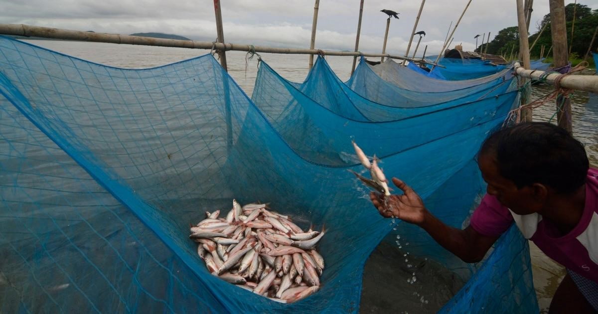 fishing with bednets