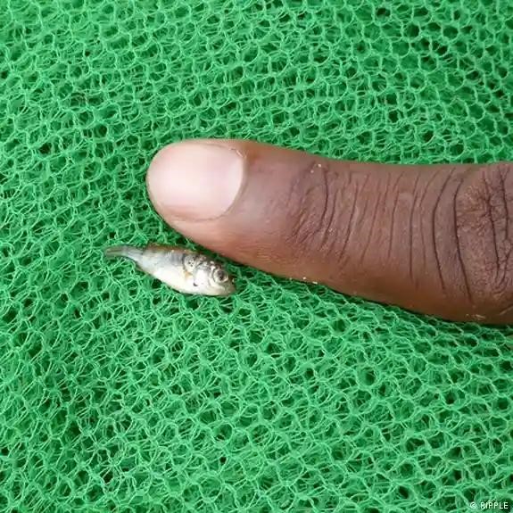 fishing with bednets