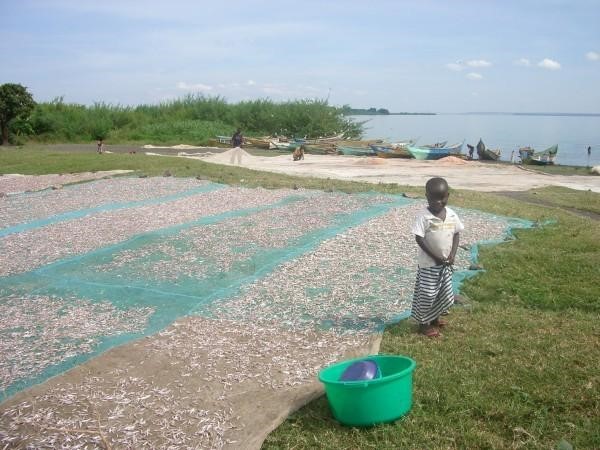 fishing with bednets
