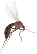 Mosquitos 1